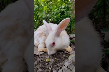 so cute rabbit !! #rabbit #ytshorts