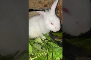 #rabbit #pets #cutebunny #bunny #natureisart #animals #cuteanimals #bunnymoments #babybunny