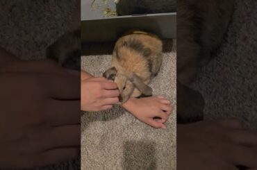 This Is the PERFECTION