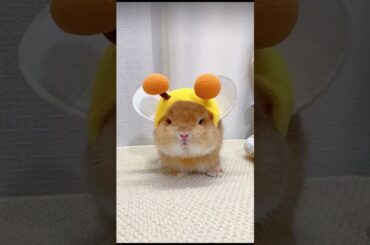 Pretty Little Baby #rabbit #rabbits #bunny #pets #petvideos #petcare #shorts