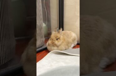 Cute Bunny Daily Life #cutebunny #rabbitdaily #bunnylife #rabbit #bunny