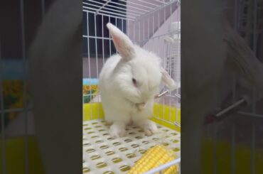 #rabbit #bunny #cutebaby #cute #mycuterabbit #pets