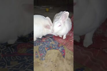healthy mother rabbit #rkpetrabbit #pet #khargosh #bunny #petrabbit #cute #rabbit #viralvideo