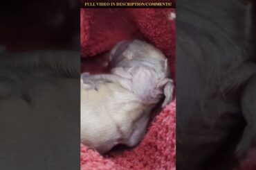 Little baby Bunny gets his own little bed: Your daily dose of cute!