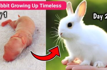 Timeless Baby Bunnies Growing | Rabbit Babies Newborn To 21 Days