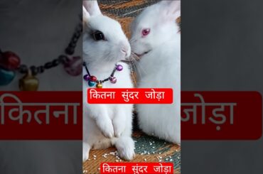 peter rabbit suite,#ytshorts #youtubeshorts #cuterabbit #rabbit #cuterabbit