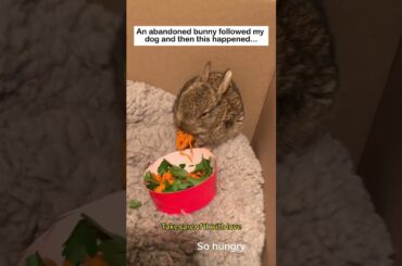 A bunny following my dog #lovestory #rescue #wildliferescue #animals #wildlife #cute#bunny #rabbit