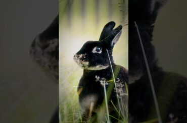 Rabbit In Natural Setting Chewing Grass #cute #baby #rabbit #nature #wildlife #grass #eat HA52646
