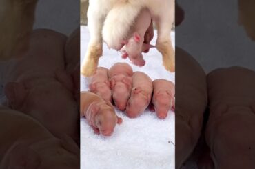 Newborn Baby Rabbit 1 To 25 Days | Rabbit growth #shorts #cute