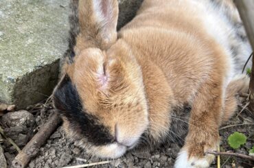 Old bunnies sleep alot