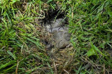 Baby Bunnies in yard