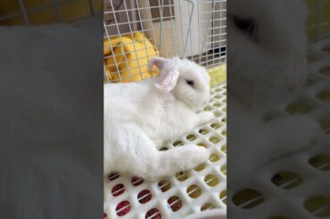 #rabbit #bunny #cutebaby #pets #mycuterabbit #cute #animals #cuteanimals #funny #love