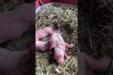 Cute baby rabbit #shorts