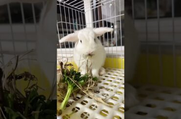 #rabbit #cutebaby #bunny #pets #mycuterabbit #cute #animals #cuteanimals #funny #love