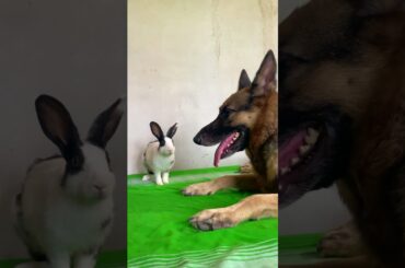 BABY RABBIT CHILLING WITH BIG RABBIT | GERMAN SHEPHERD AND RABBIT VIDEOS