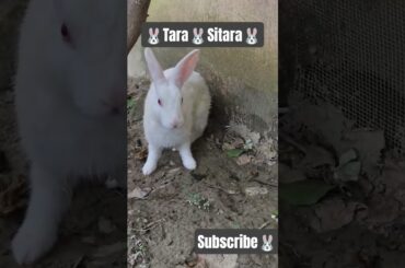 Is a Bunny or a Rabbit the Cutest Pet?#shorts #bunny #rabbit #khargosh #mycuterabbit #mybunny #short