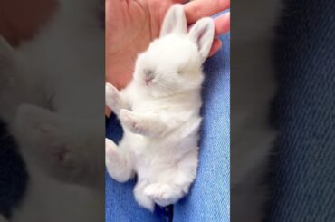 Cute Pretty Little Baby #rabbit #bunny #pets #petvideos #petcare #shorts