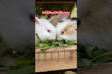 #43DayOldBunny #rabbit #bunny #animals #cuteanimals #pets #cutebunny #bunnymoments #cuterabbit