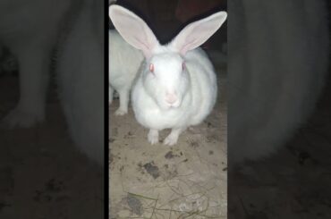 #motherrabbit #maarabbit #khusrabbit #rkpetrabbit #pet #khargosh #bunny #petrabbit #cute #rabbit