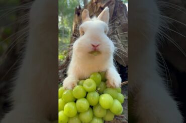 Clean Bun Mode #rabbit #animal #cute #mycuterabbit #mybunny #mammal #pet #pets #petbunny #bunny