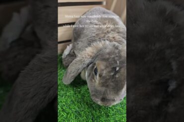 Cute Baby Mini Plush Lop #bunny #rabbit #pets #plushies #lopsofluv #cute #Plush #cutepets #babybunny