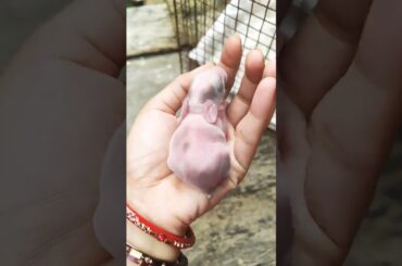 #rabbit #bunny #cutebunny #pets #rabbitbaby #babyrabbit #mycuterabbit #babybunny #cute