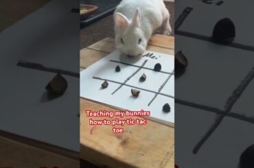 Bunnies playing tic tac toe #cute #bunny #notai #rabbit #cuteanimal