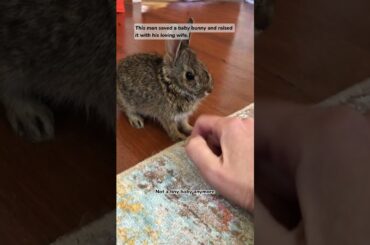 This man saved a baby bunny and raised it with his loving wife.
