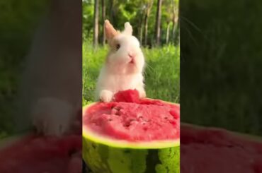Bunnies LOVE Watermelon! Here's Why This Cute Bunny Can't Get Enough