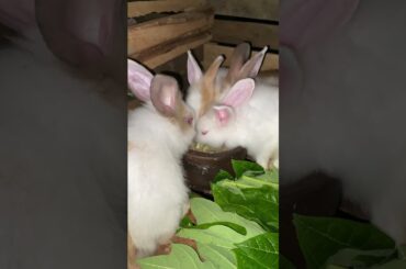 Bunny Eats #pets #rabbit #animals #bunny #cutebunny #cuteanimals #bunnymoments #cuterabbit