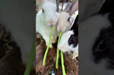 #rabbit #rabbits #cute #bunny #pets #rabbitstagram #cutebunny