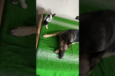 Baby Rabbit with Big Rabbit "German Shepherd Dog"