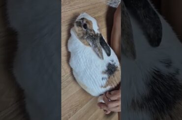 Grooming your cute bunny! [Petit Topia] #petcare #petbrush #bunny