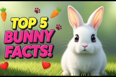 Top 5 Fun Bunny Facts -Cute  Rabbit Facts