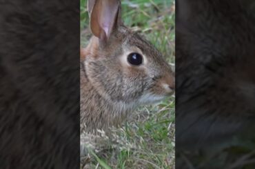 Cute Rabbit Up Close!! (Cute Animal Video) #wildlife #rabbit #rabbits #cuteanimal