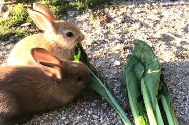 The cute baby rabbits on Rabbit Island