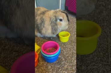 When a pet comes into your life #cuterabbit #pets #love