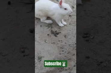 Adventures of Rabbit Tara | Bunny Bounce Hub #cat #khargosh #rabbit #cutebaby #shorts #ytshorts