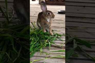 #cute #rabbit #animals #bunny #pets #kelincikreatif #pet #kelinciberanak #animal #mybunny