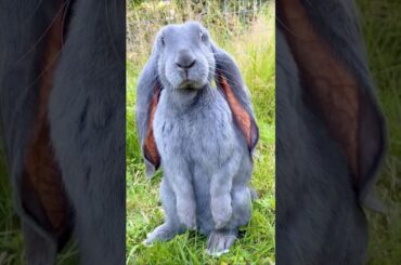 Meet This Cute Bunny With Floppy Ears #ytshorts #facts #cutebunny