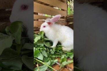 #relatable #pets #rabbit #animals #bunny #cutebunny #bunnymoments #cuteanimals #cuterabbit