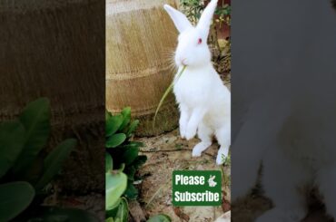 Rabbit vs Bunny Which Makes a Better Pet. #cat #khargosh #rabbit #cutebaby #shorts #ytshorts #cute