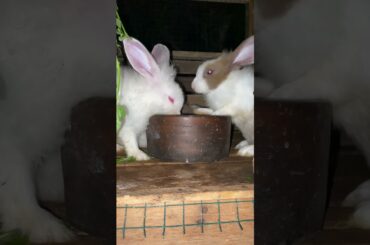 Amoris#relatable #cute #pets #rabbit #bunnymoments #bunny #cutebunny #animals #cuterabbit