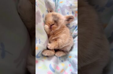 So Cute Pretty Little Baby #rabbit #bunny #pets #petcare #petvideos #animals #shorts