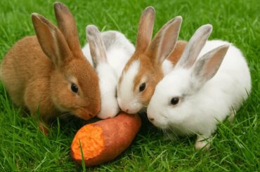 Animals daily vlog, Let`s eat fruits together, video compilation