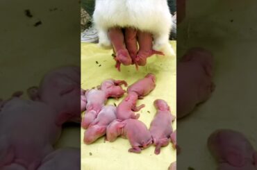 Cute baby - Rabbit growth video #animals #rabbit #pets #shorts
