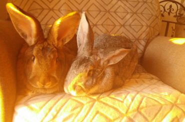 Sunset Buns