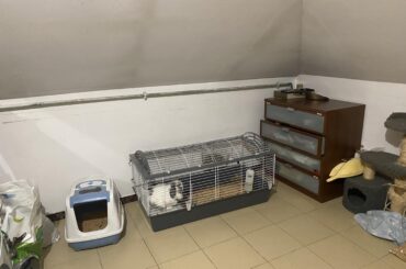 bunny/rabbit help