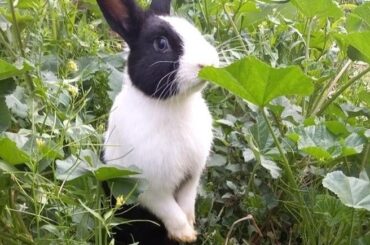 Wiggles (M3) sniffing this plant