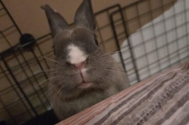 those tiny cute bunny lips and nose 🥺